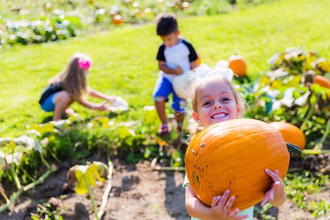 HAYRIDE, S'MORES AND PUMPKIN PATCH