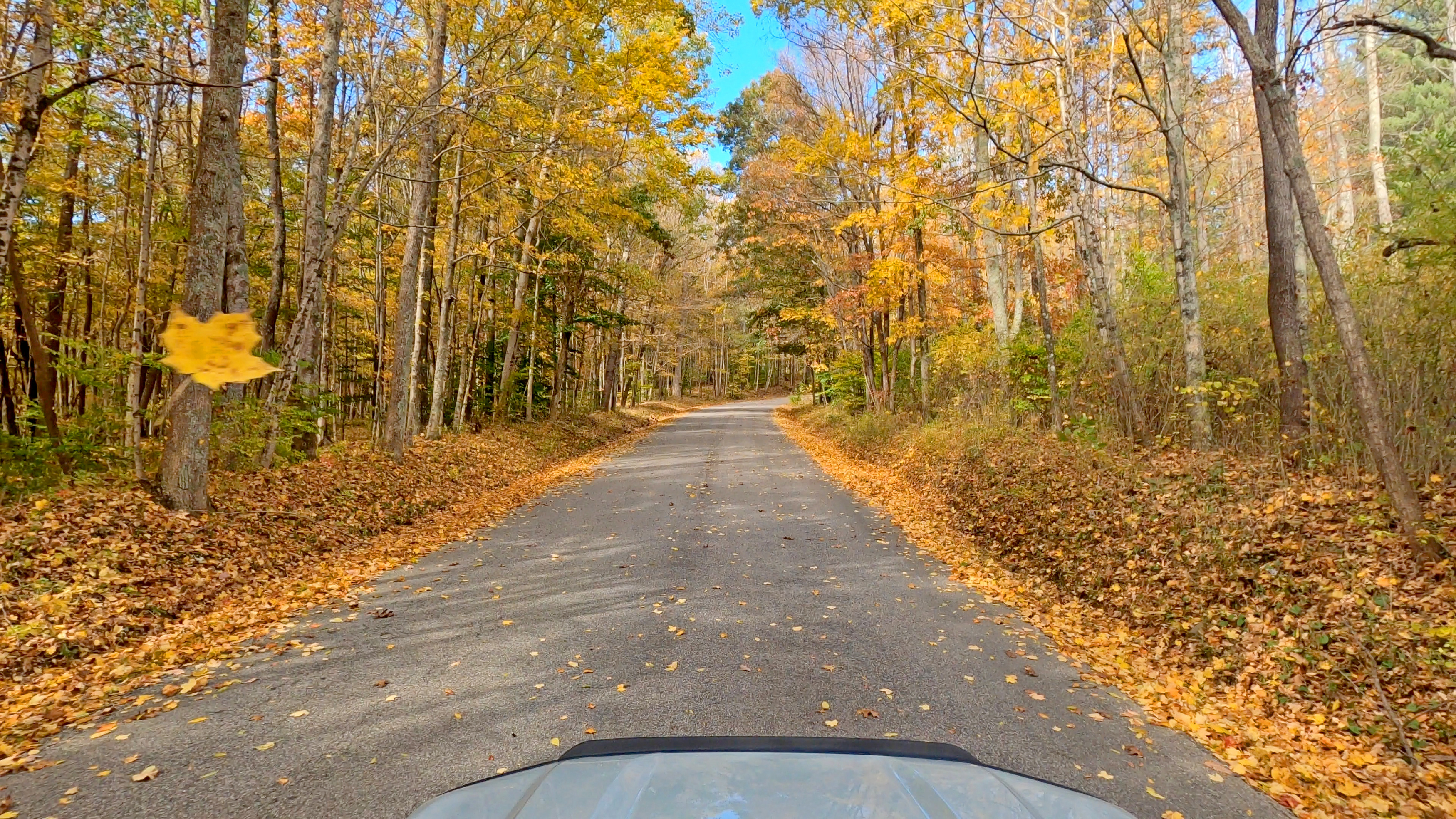 a road with trees and leaves on it