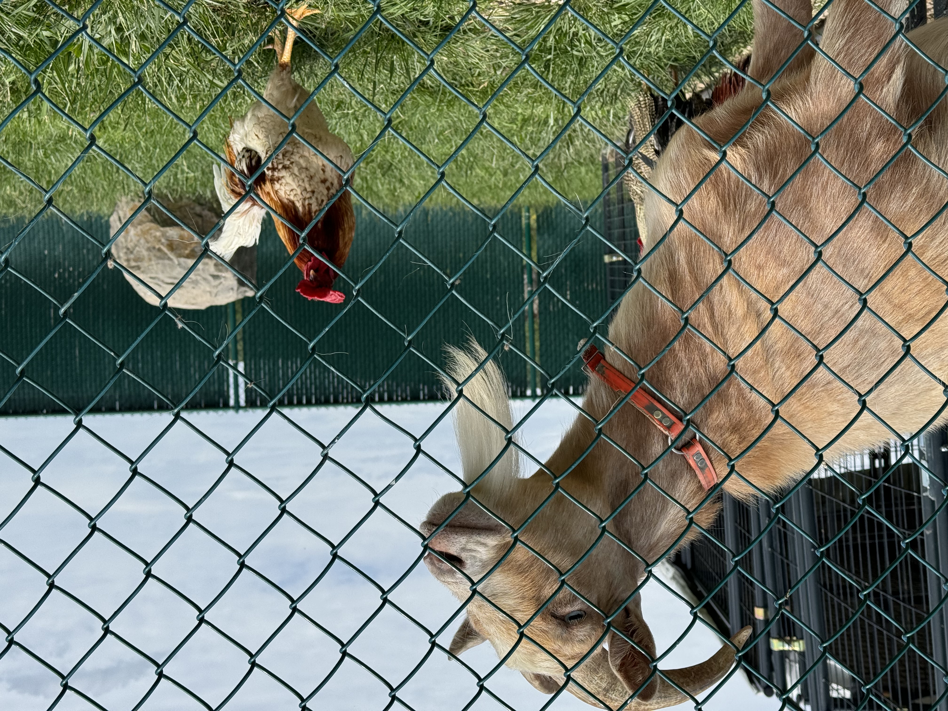 a goat and chicken behind a fence
