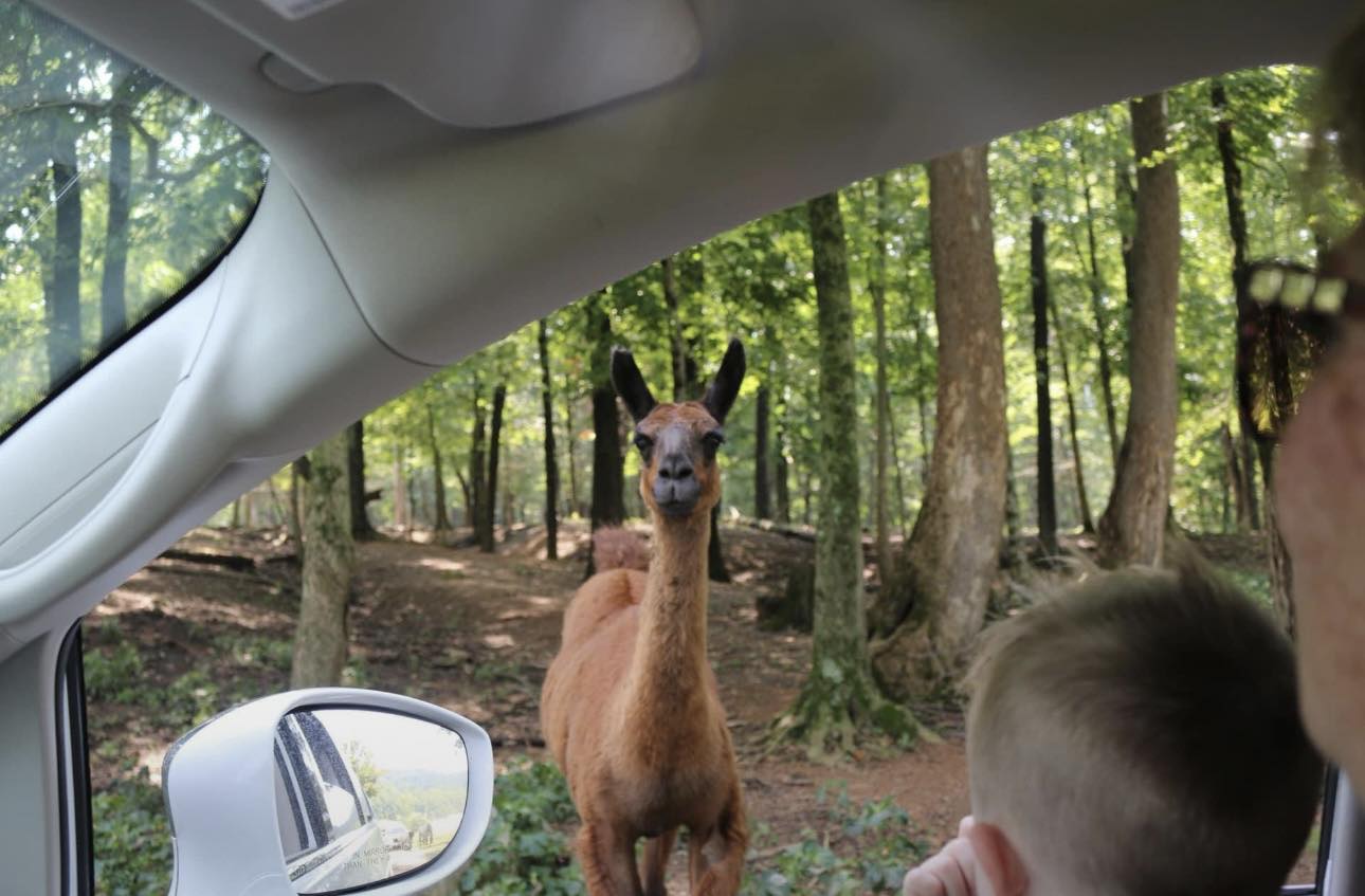 a llama looking at a child in a car